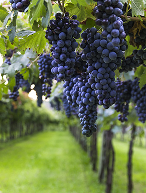 RED WINE