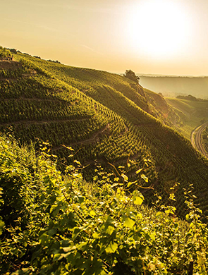 WHITE WINE